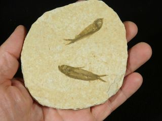 TWO Small Restored 53 Million Year Old Knightia Fish Fossils Wyoming 112gr 2