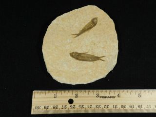 TWO Small Restored 53 Million Year Old Knightia Fish Fossils Wyoming 112gr 3