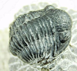 A And 100 Natural Gerastos Granulosus Trilobite Fossil From Morocco 32.  1gr