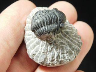 A and 100 NATURAL Gerastos Granulosus Trilobite Fossil From Morocco 32.  1gr 2