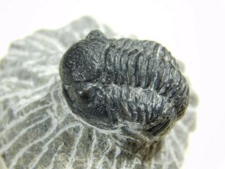A and 100 NATURAL Gerastos Granulosus Trilobite Fossil From Morocco 32.  1gr 3