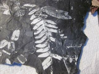 Museum Quality,  Carboniferous Fern Fossil,  3 Species Front And Back St Claire Pa