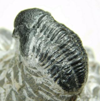 A And 100 Natural Gerastos Granulosus Trilobite Fossil From Morocco 55.  5gr