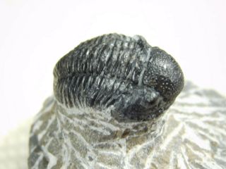 A and 100 NATURAL Gerastos Granulosus Trilobite Fossil From Morocco 55.  5gr 2
