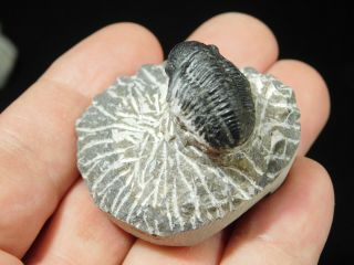 A and 100 NATURAL Gerastos Granulosus Trilobite Fossil From Morocco 55.  5gr 3