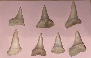 California Fossil Shark Teeth Mako Isurus Hastalis Bakersfield Miocene Megalodon