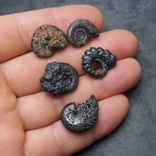 5x Ammonite 19 - 23mm Hematite Morocco Mineral Africa Fossil Ammoniten Fossilien