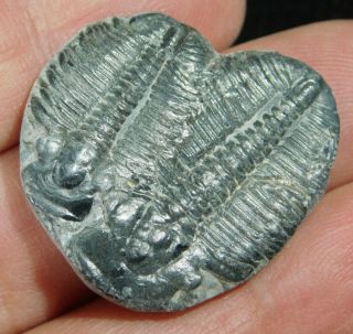 Two Natural Entwined 500 Million Year Old Elrathia Trilobite Fossils Utah 1.  10