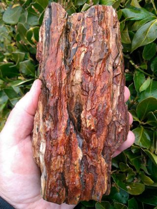 Long Non Cut Petrified Wood Limb Black Agate Red Bark Owyhee Mtns Oregon 1.  75lbs