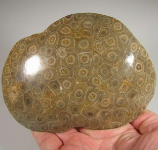 5.  7 " Polished Fossil Coral Specimen - Devonian Age - Morocco - 1.  3 Lbs.