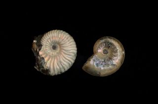 Fossils 2 Ammonites Deshayesites And Aconeceras From Russia