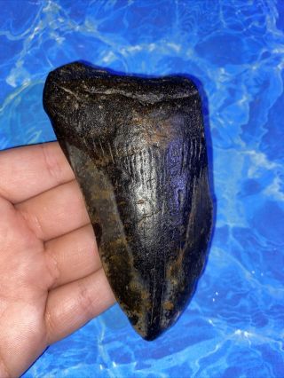 Megalodon Shark Tooth 4.  66” Huge Teeth Big Fossil Meg Scuba Diver Direct 2169