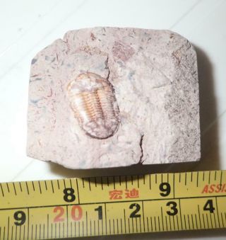 Fossil Brownish Trilobite Ductina Vietnamica 16x11 Mm 49.  8 Gram