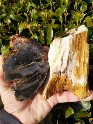 Two (2) Owyhee Mountains Oregon Petrified Wood Agate Opal 2lbs 7.  0oz
