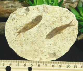 Two Small Restored 53 Million Year Old Knightia Fish Fossils Wyoming 114gr