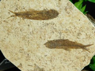 TWO Small Restored 53 Million Year Old Knightia Fish Fossils Wyoming 114gr 2