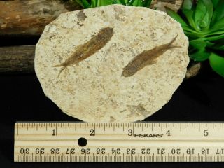 TWO Small Restored 53 Million Year Old Knightia Fish Fossils Wyoming 114gr 3