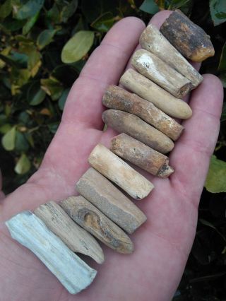 Twelve (12) Small Round Petrified Wood Limbs Owyhee Mtns Agate Ring Oregon 3.  6oz