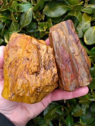 Two (2) Colorful Unusual Golden Chatoyant Petrified Wood Limbs Agate Red 3lbs