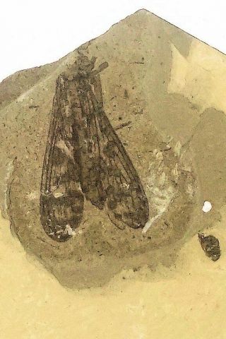 Fine1.  7cm Complete Lower Cretaceous Winged Hexapod Insect: Shandong,  China