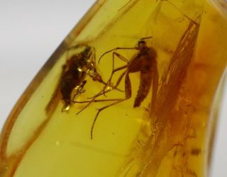 Baltic Amber With 2 Insects | Fossil Inclusions In,  Certified Amber