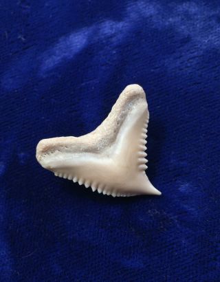 Galeocerdo Eaglesomi Fossil Eocene Tiger Shark Tooth Western Sahara