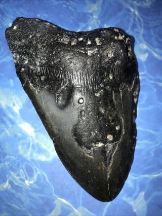 Huge 4.  84” Megalodon Shark Tooth Teeth Fossil Meg Scuba Diver Direct 1518