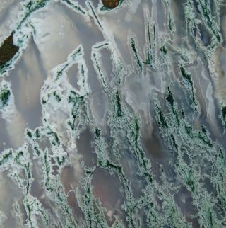 Mw: Petrified Wood Green Moss Agate Limb Cast - Crooked River,  Oregon - Rough Slab