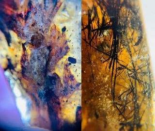 Tree Leaf&unknown Hair Burmite Myanmar Burmese Amber Insect Fossil Dinosaur Age