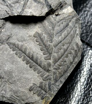 Fossil Carboniferous Plants Plate - Sphenopteris Furcata And Pecopteris