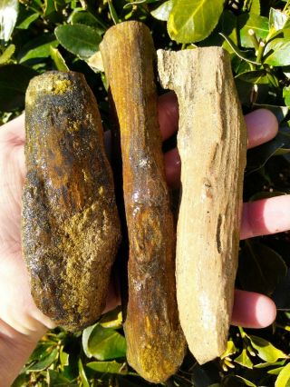 Three (3) Bruneau Woodpile Petrified Wood Specimens Idaho Rings Fossil 1lb 11oz