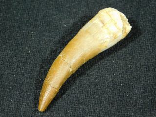 A 100 Natural S.  Maroccanus Spinosaurus Tooth Fossil From Morocco 8.  1gr