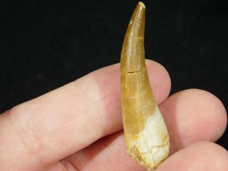 A 100 Natural S.  Maroccanus SPINOSAURUS TOOTH Fossil From Morocco 8.  1gr 2