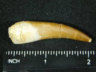 A 100 Natural S.  Maroccanus SPINOSAURUS TOOTH Fossil From Morocco 8.  1gr 3