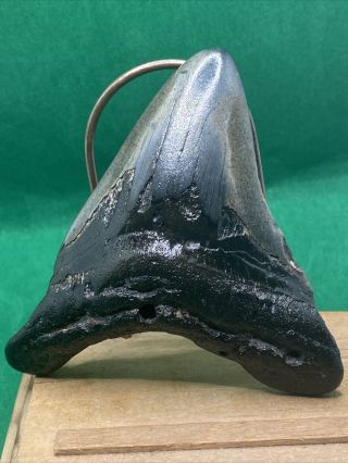 219 3.  30 " Megalodon Shark Tooth Fossil 100 Authentic.