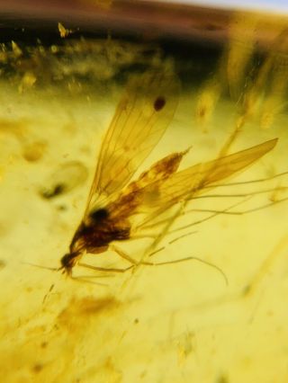 Mecoptera Scorpion Fly Burmite Myanmar Burma Amber Insect Fossil Dinosaur Age