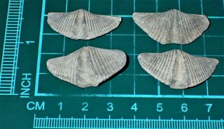 4 Devonian Brachiopod " The Winged Brachiopod " 31 - 35mm,  S1939