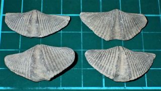 4 Devonian Brachiopod 