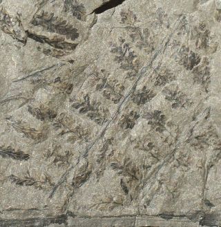 Rarer Carboniferous Pre Dinosaur Fossil Fern Alloiopteris Erosa