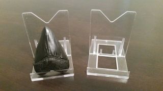5 Adjustable 3 - 1/8 " Display Stand Easel Megalodon Shark Tooth Teeth