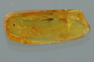 DUNG MIDGE Scatopsidae Fossil Inclusion BALTIC AMBER 210304 - 19,  IMG 2
