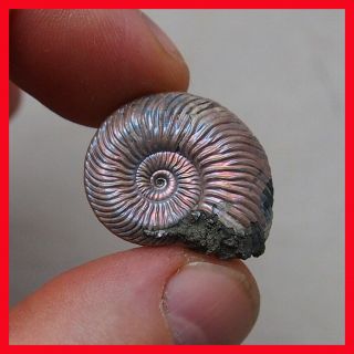 27mm Quenstedtoceras Pyrite Ammonite Fossils Fossilien Russia Pendant Nacre