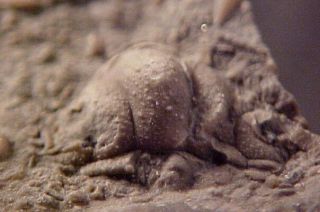 Amphilichas Trilobite From The Ordovician,  Ontario,  Canada