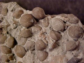 Brachiopod Seafloor From Ordovician Trilobite Age,  Ontario,  Canada
