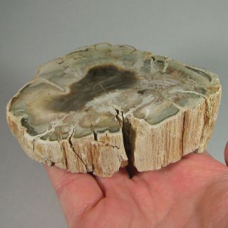 4.  3 " Polished Petrified Wood Branch Slab Fossil Standup - Madagascar