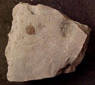 Belochthus edrioasteroid from Ordovician trilobite age,  Ontario,  Canada 3