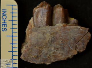 Early Camel Jaw Section,  Poebrotherium Fossil,  Badlands South Dakota,  Oligo P319