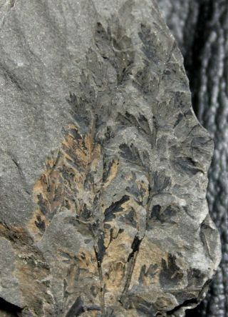 , Rare Carboniferous Fossil Plant - Sphenopteris