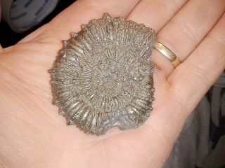 French Pyrite Ammonite - - Porpoceras - - - Jurassic