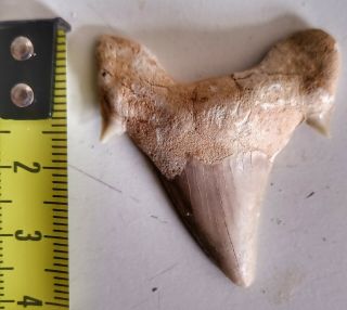 Large Fossil Sharks Tooth